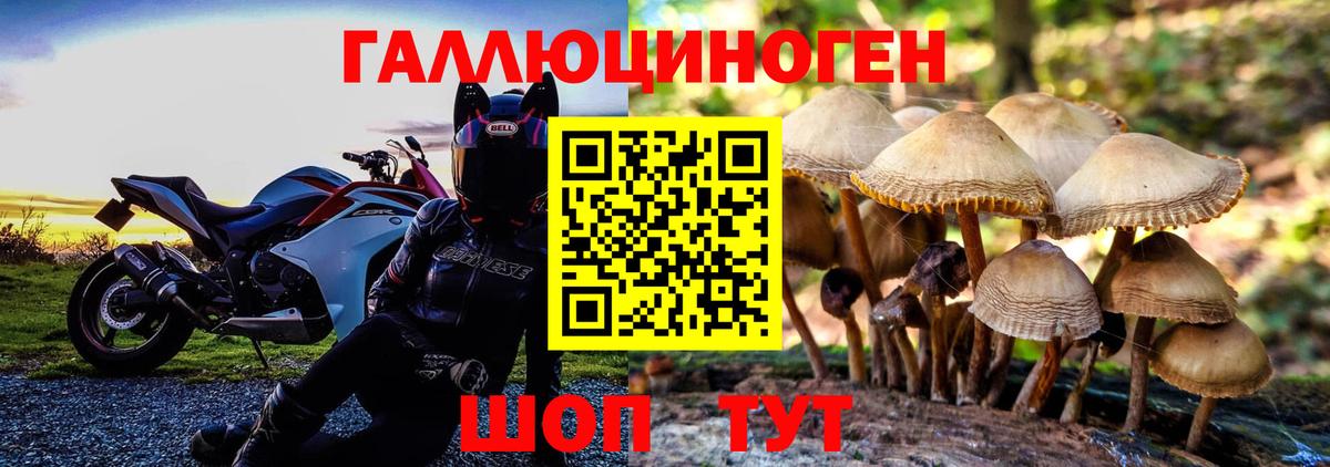 Волхов  Галлюциногенные грибы Psilocybine cubensis  наркота  Вход с VPN  Псилоцибиновые грибы Cubensis 